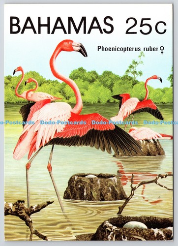 L360874 bahamas phoenicopterus - l360874,