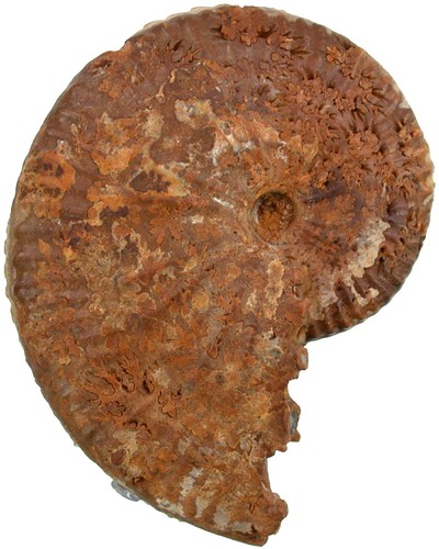 Malm taramelliceras callicerum - malm,