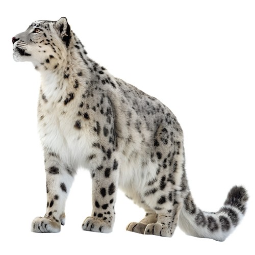 Adesivi leopardo delle nevi - delle,