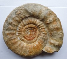 Enorme Lithacophinctes