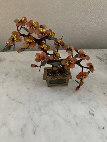 Bonsai prunus cinese - bonsai,