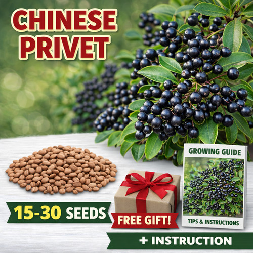 Semi ligustrum sinense - semi,