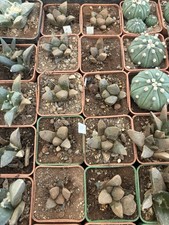 Ariocarpus Lloydii 3,5 Cm