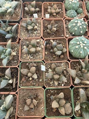 Ariocarpus lloydii cm - 3,5,