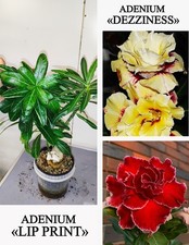 ADENIUM 2 VARIETÀ DI ROSA DI