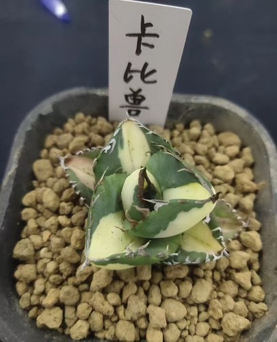 Raresucculent plant agave - raresucculent,