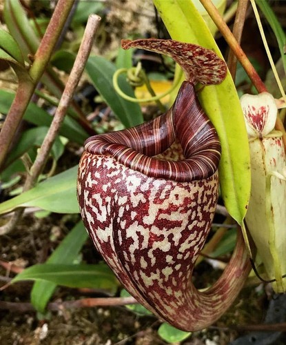 Pianta carnivora nepenthes - carnivora,