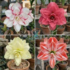 Pretty Amaryllis Bulbi Doppia