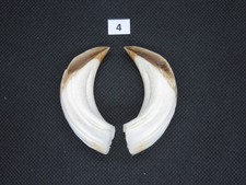 Wild boar tusks (no. 4)