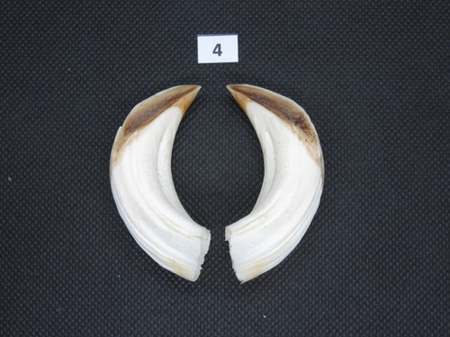 Wild boar tusks - , (no.