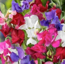 Graines de Pois de senteur,Lathyrus odoratus,couleurs mélangées,graines bio