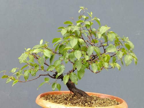 Bonsai olmo campestre - bonsai,