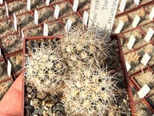 Sclerocactus wrightiae AM93002