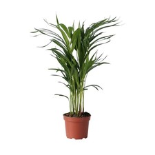 Plant in a Box  Palma Areca Dypsis lutescens 60cm Palma da interno