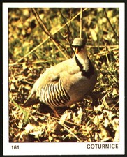 Il mondo degli ANIMALI (1970)