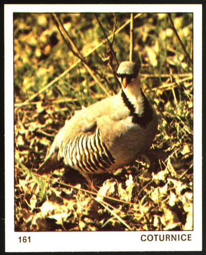 Mondo degli animali - degli, (1970)