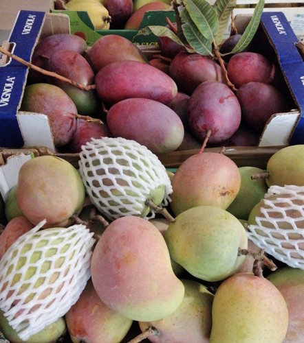 Mango siciliano freschi - , in