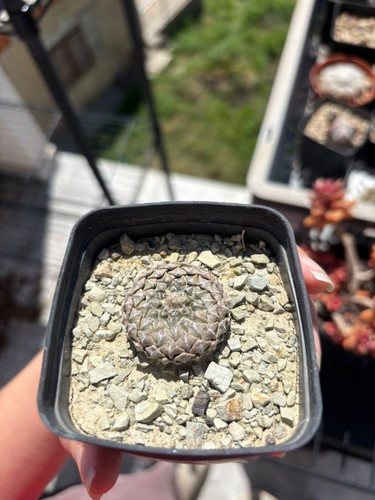 Pelecyphora strobiliformis - pelecyphora,