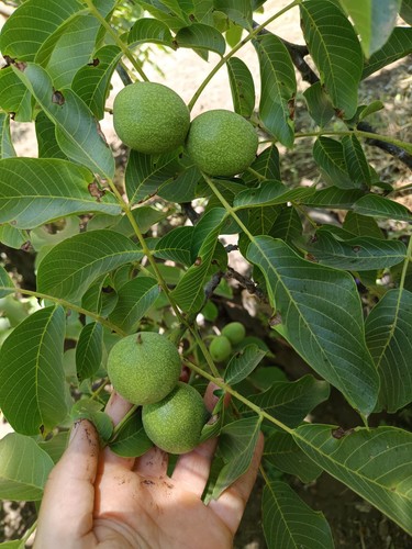 Noci biologiche verdi per - noci,