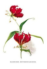 Gloriosa Rothschildiana H.G