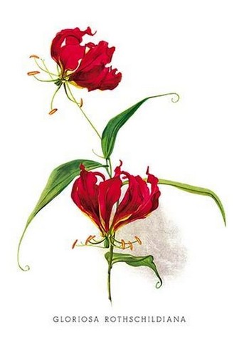 Gloriosa rothschildiana g - rothschildiana, h.g