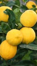 Pianta di Limone Femminello