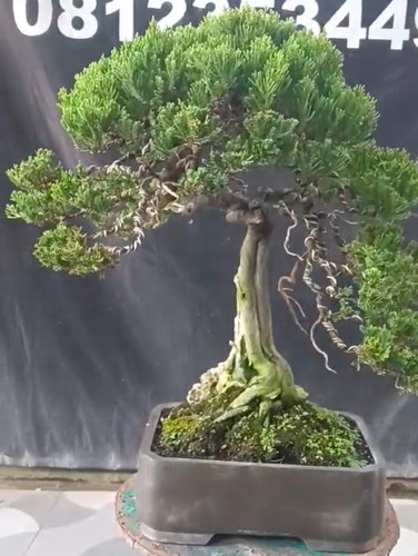 Juniperus chinensis taglia - juniperus, chinensis,