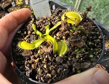 Dionaea muscipula 'Olivgreen'