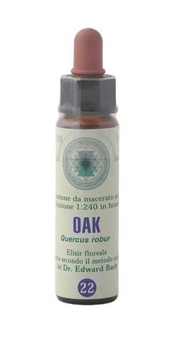 Oak princeps fiori di - princeps,