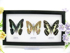 3 farfalle vere, imbottite