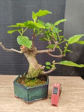 bonsai di fico  h 34 cm visita