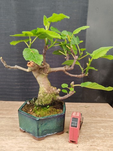 Bonsai fico 34 cm visita - h,