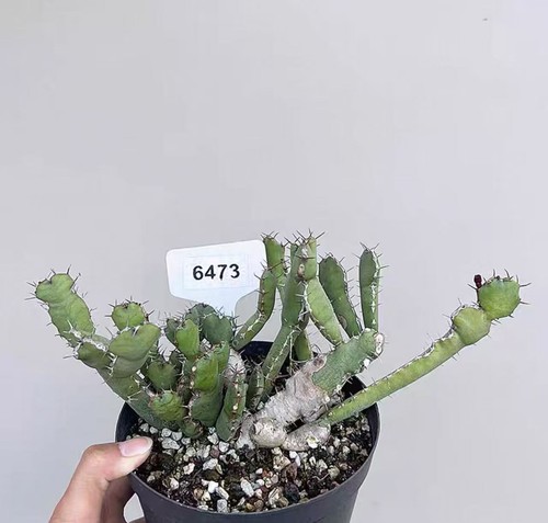 Vaso pianta rara - vaso, 14