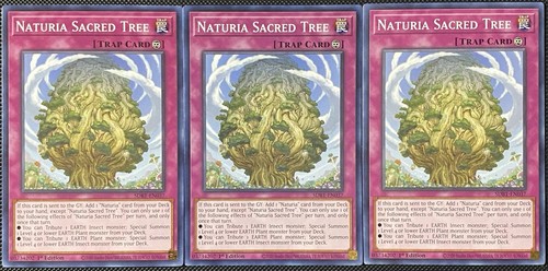 Naturia albero sacro - albero,