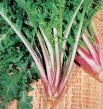 1000 SEMI DI CICORIA "Vapore Rosso [kokkino]"