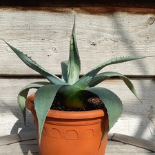Agave ovatifolia, diam. 30 cm