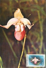 E0046 Maxi card Romania fiori e piante orchidea Phragmipedium schlimii