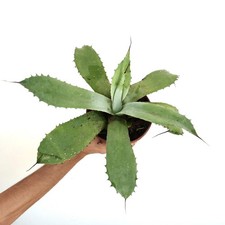 Agave F3 (asperima X americana X celsii) - RARO IBRIDO