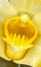 Chysis species aureum select - chysis,