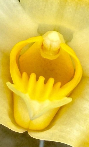 Chysis species aureum - chysis,