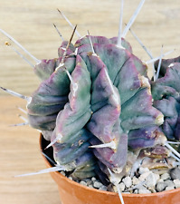 Echinocereus triglochidiatus 