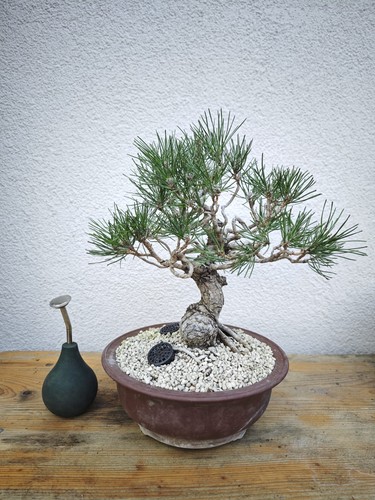 Bonsai giapponese pino nero - bonsai,