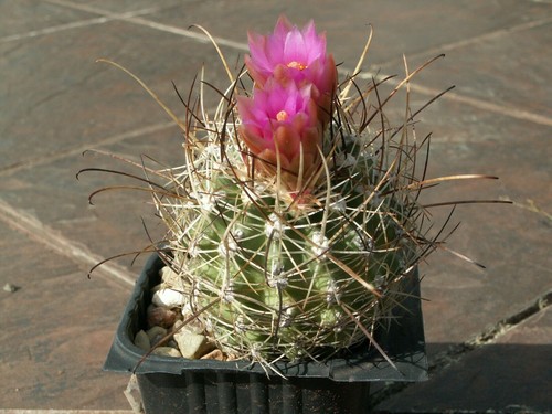 Sclerocactus wetlandicus - , sb