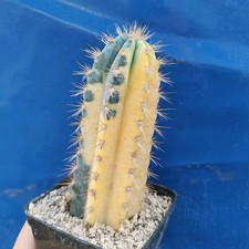 Pilosocereus azureus "VARIEGATA" Yellow POT 7 CM On its own root!!!