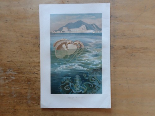 Orig chromolithographie - orig.(1892),