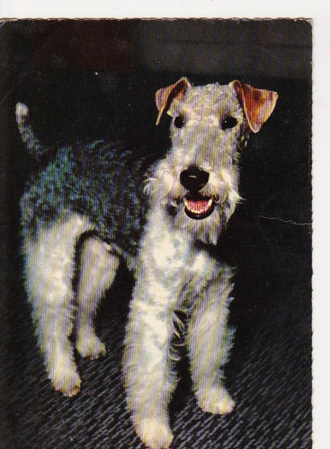 Cartolina fox terrier - ***,