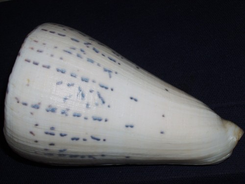 Conus leopardus unique - leopardus,