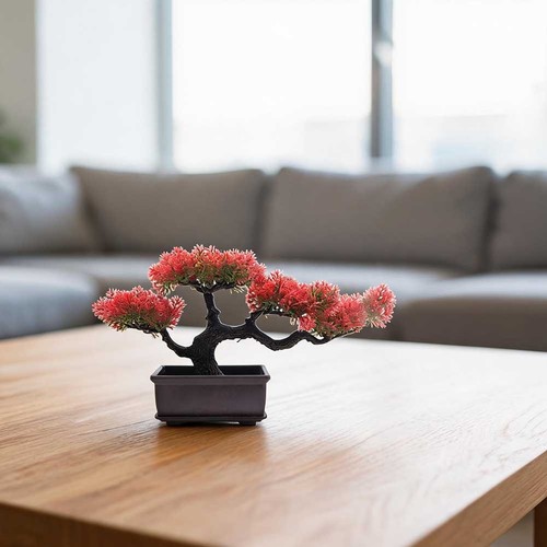 Pianta bonsai pino - di,