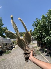 Opuntia galapageia 5 Pale H 60