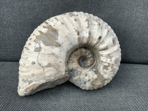 Liparoceras fossil ammonite - fossil,